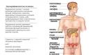 Система регуляции работы организма посредством гормонов или эндокринная система человека: строение и функции, заболевания желёз и их лечение
